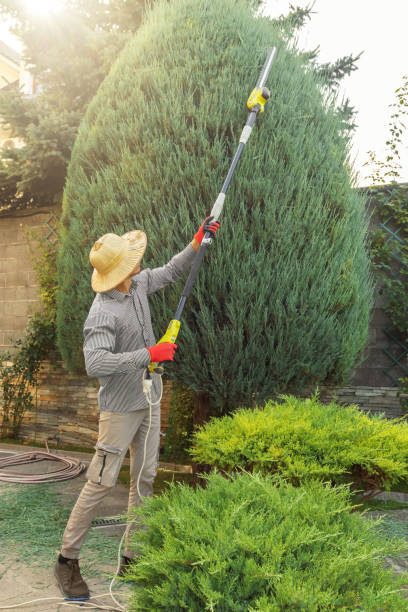 Best Tree Clearing Services  in USA